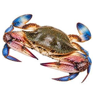 Crab