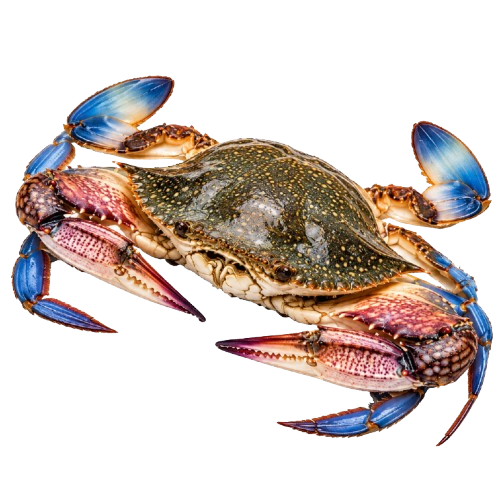 Crab