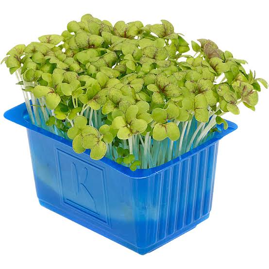 Cress