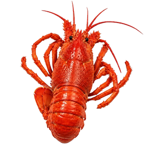 Lobster