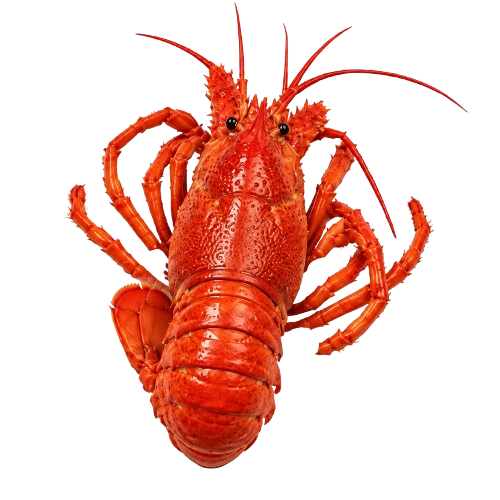 Lobster