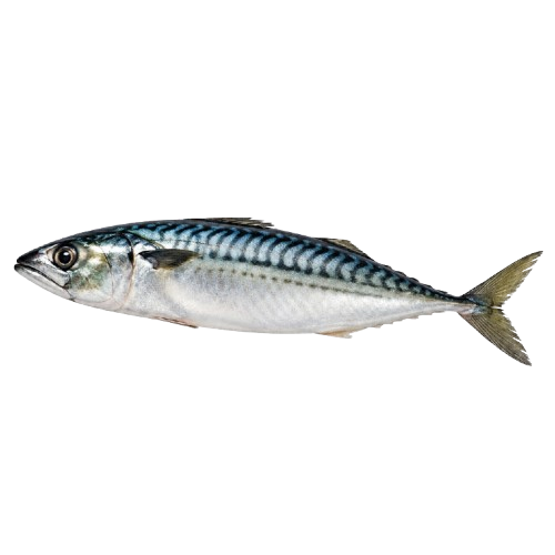 Fish