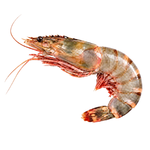 Shrimp & Prawns