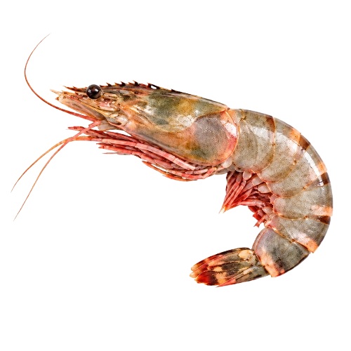 Shrimp & Prawns