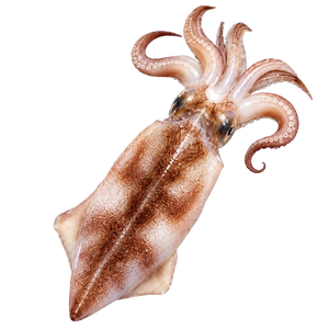 Squid & Cuttlefish