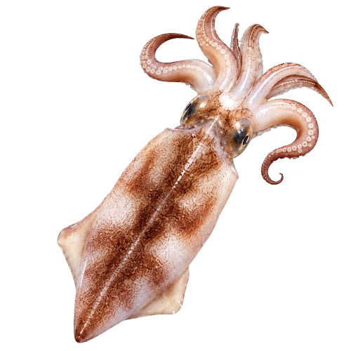 Squid & Cuttlefish