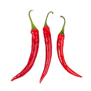 CHILI RED LONG (NETHERLANDS)
