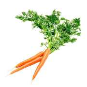 CARROT BABY WITH LEAVES (NETHERLANDS)
