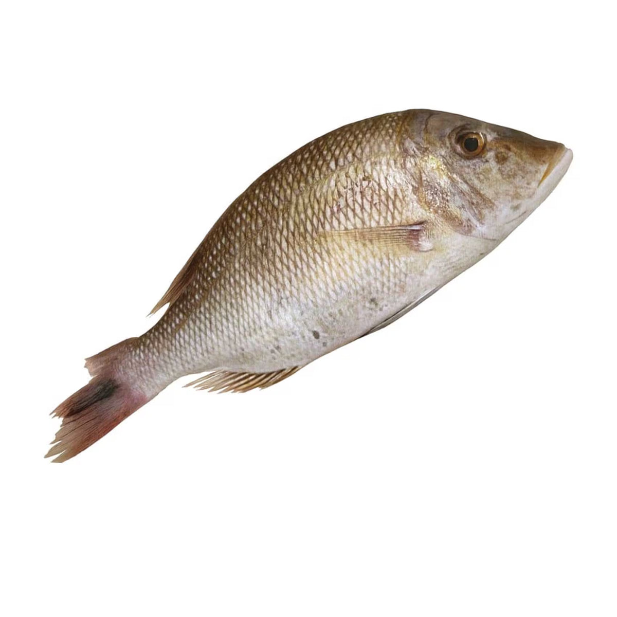 SHERI FISH (OMAN)