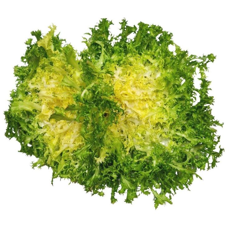 LETTUCE FRISEE YELLOW (NETHERLANDS)
