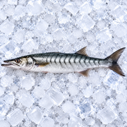 BARRACUDA (BAHRAIN)