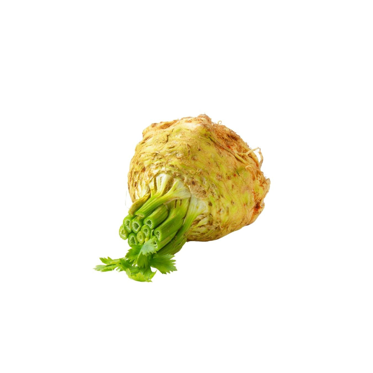 CELERIAC (NETHERLANDS)