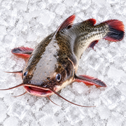 CATFISH (BAHRAIN)