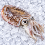 CUTTLE FISH (BAHRAIN)
