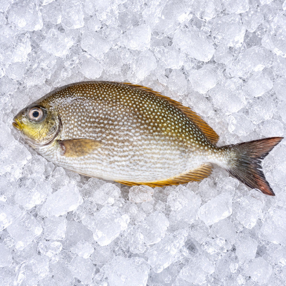 SAFI FISH (OMAN)