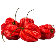 CHILI HABANERO RED (NETHERLANDS)