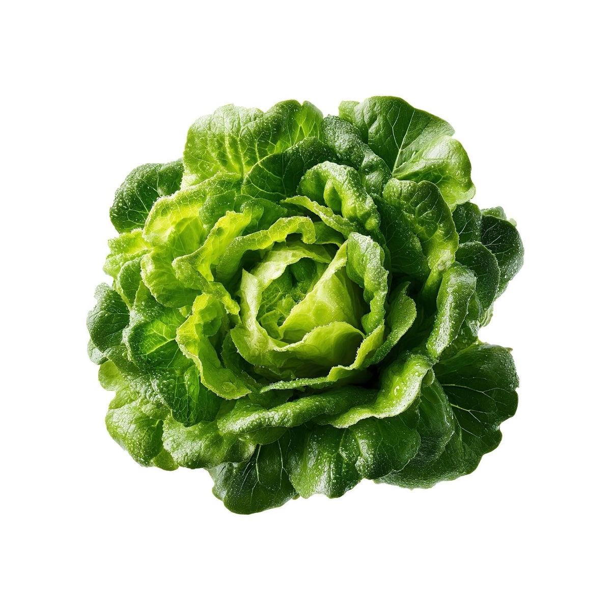 LETTUCE FREEZEE GREEN (BAHRAIN)