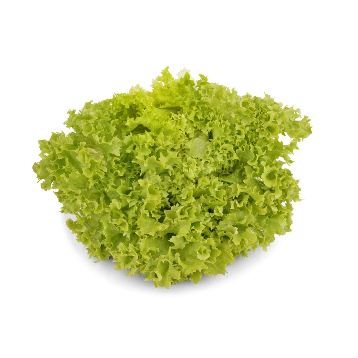 LETTUCE LOLLO BIONDO (BAHRAIN)