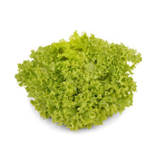 LETTUCE LOLLO BIONDO (BAHRAIN)