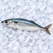 MACKREL FISH (BAHRAIN)