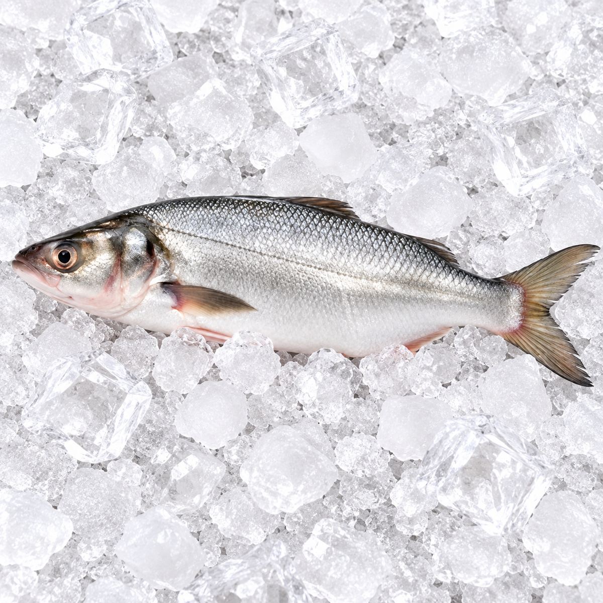 MILK FISH (BAHRAIN)