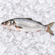 MILK FISH (BAHRAIN)