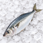 SILVER FISH (BAHRAIN)