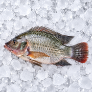 TILAPIA FISH (BAHRAIN)