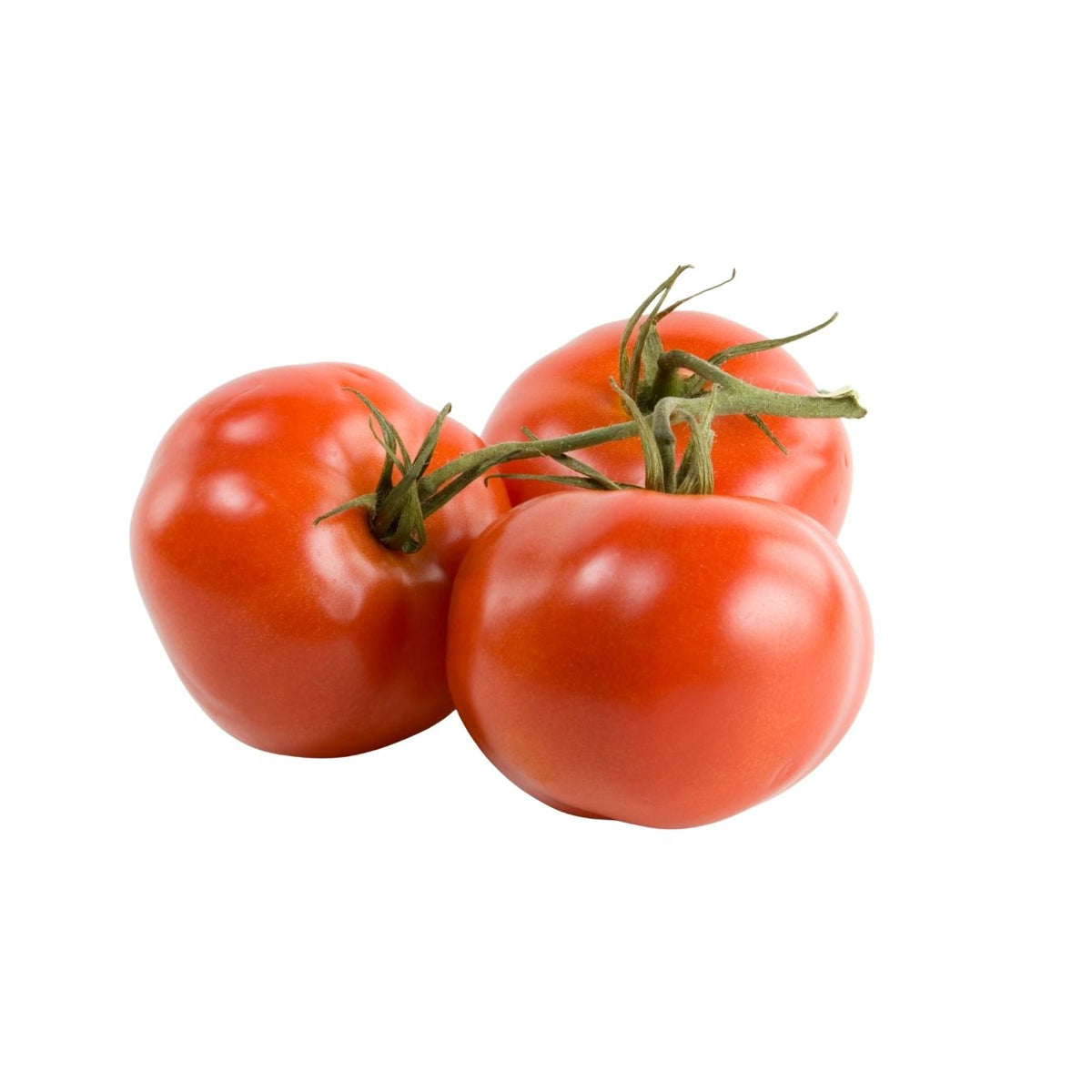 طماطم روما (هولندا)
