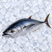 TUNA FISH (BAHRAIN)