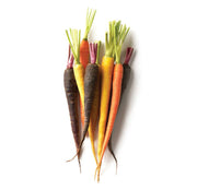 CARROT BABY RAINBOW (NETHERLANDS)