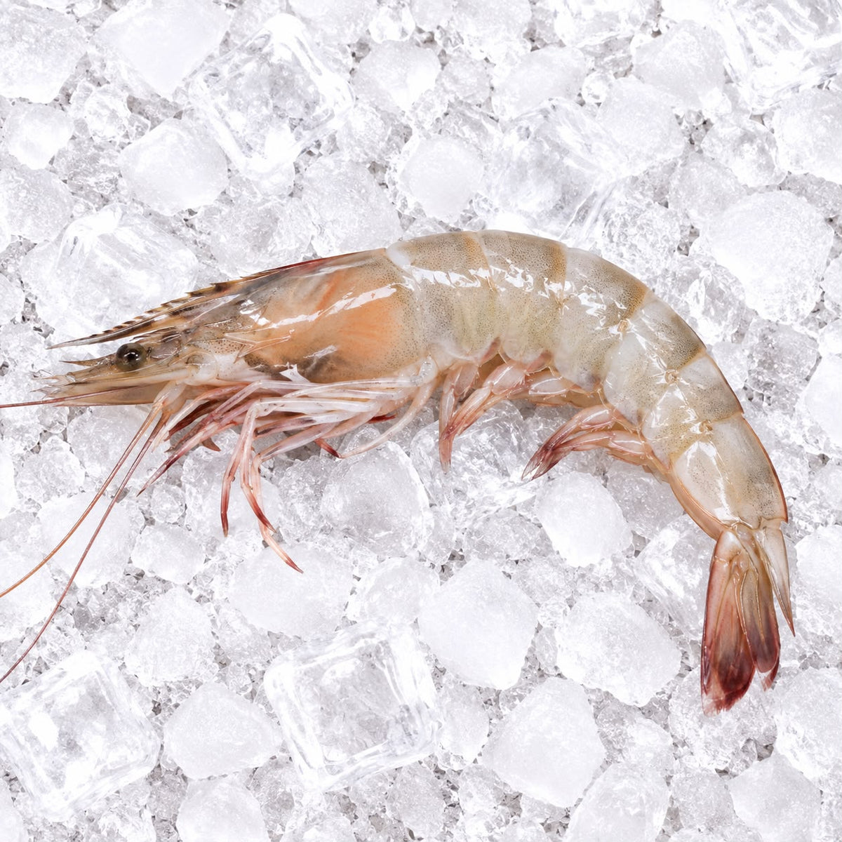 SHRIMP WHITE LARGE (BAHRAIN)