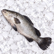 SEABASS FISH (KSA)