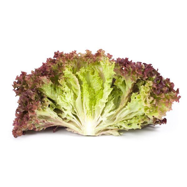 LETTUCE LOLLO ROSSO (BAHRAIN)