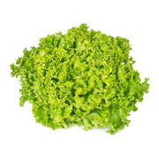 LETTUCE LOLLO BIONDA (NETHERLANDS)
