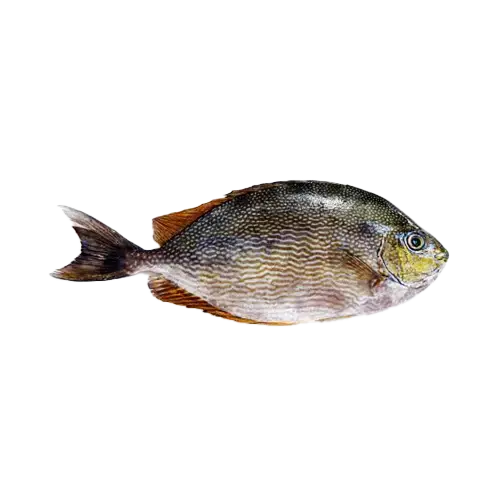 FISH SAFI (BAHRAIN)